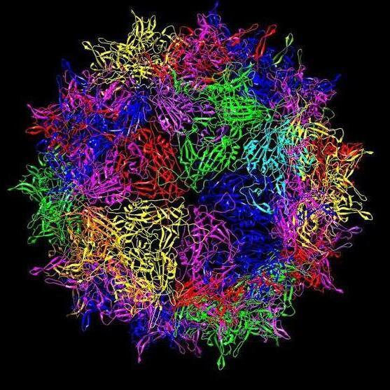 Viruses and Cancer CancerQuest